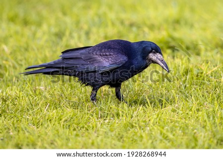 Portrait of Eurasian rook (Corvus frugilegus). Black bird with bare base of bill walking in grass and looking for food. Widlife in nature. Netherlands. Royalty-Free Stock Photo #1928268944