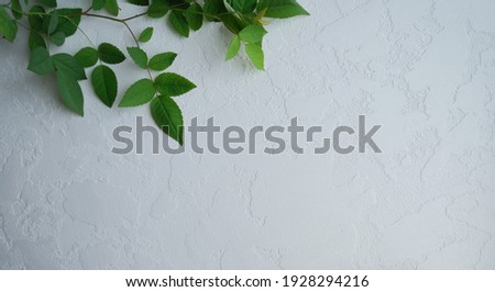 White background in the branches of rose.