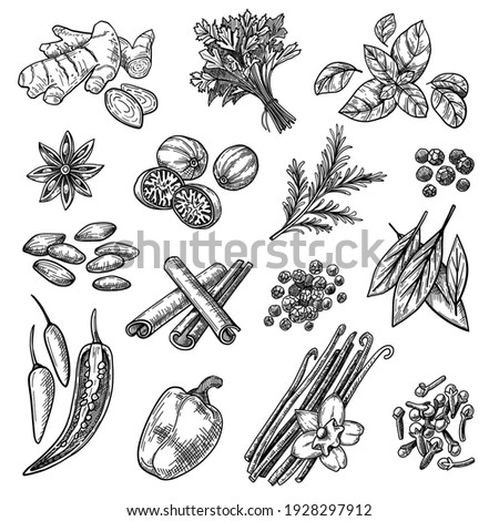 Spices sketches set. Hand drawn cinnamon, cardamom, nutmeg, ginger, clove, vanilla, basil, oregano, rosemary, pepper. Engraved vector illustration for aromatic herbs, cooking ingredients concept Royalty-Free Stock Photo #1928297912