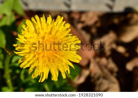 Yellow dandelion flower close up in the garden.
Yellow dandelions. Bright dandelion flowers on the background of green spring meadows.