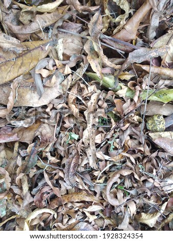 photo of dried leaves in the morning