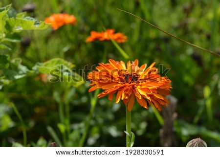Bright orange flowers of calendula  officinalis in summer garden