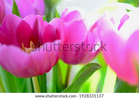 Flower aesthetic, extreme closeup  macro shot of pink and white spring tulips with greenery. Bokeh backgrounds and blurring to create artistic impression of this beautiful, popular flower in sunlight