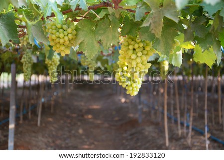 Picture of ripe white grape branch with grape leaves background.