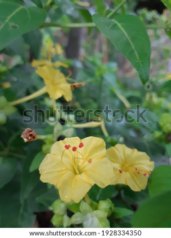 small yellow flowers in front of a beautiful house