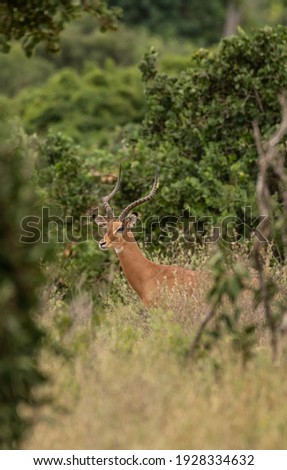 Female impala face close up. Tsavo East National park in Kenya