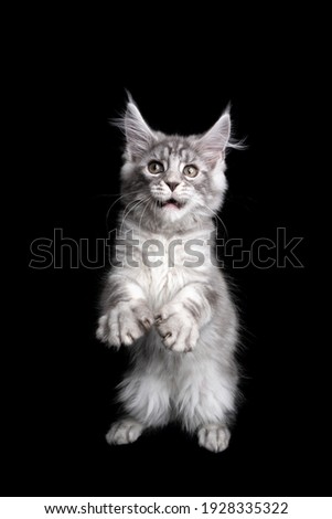 silver tabby maine coon kitten playing making funny face standing on hind legs on black background