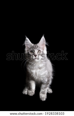 portrait of a beatiful silver tabby maine coon kitten looking curiously on black background