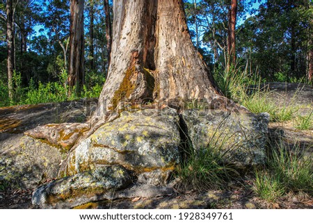 View of a tree trunk seemingly growing out of a rock