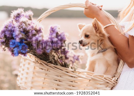 chihuahua dog in a basket of flowers in the hands of a girl in a field in summer in nature