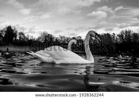 Large White British Mute Swan Swans low water level view close up macro photography on lake in Hertfordshire with canadian geese in background female and male pair
