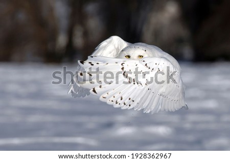 Snowy owl (Bubo scandiacus) male flies low hunting over an open sunny snowy cornfield in Ottawa, Canada