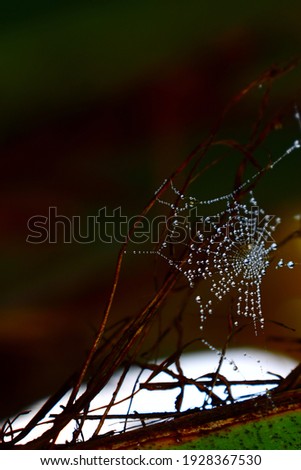 dew drops on spider web.