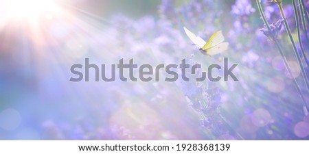 Abstract Spring or Summer floral background; beautiful lavender flower against evening sunny sky and fly butterfly; nature landscape Abstract background. 
