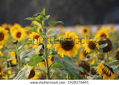 Sun flower natural photo capture in the garden
