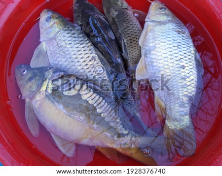 Mirror carp fish. Some fish in red bowl water. Fish in the market.