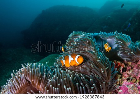 A family of False Clownfish on a coral reef at Koh Tachai island, Andaman Sea Royalty-Free Stock Photo #1928387843
