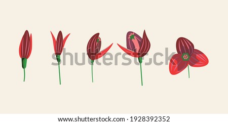Clip art with red flowers. For any design projects. Vector flowers. 