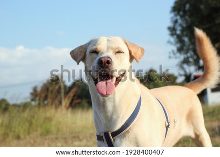 cute labrador dog smile with blue sky background