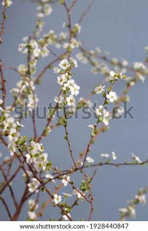 Beautiful white flowering shrub Spirea aguta. Bridal Wreath Spirea Royalty-Free Stock Photo #1928440847