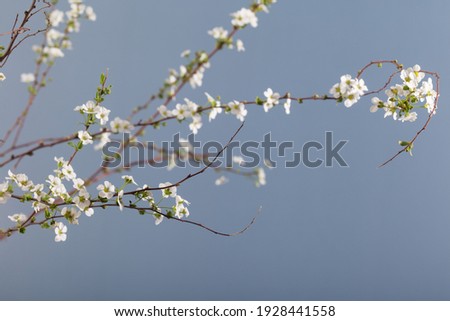 Beautiful white flowering shrub Spirea aguta. Bridal Wreath Spirea Royalty-Free Stock Photo #1928441558