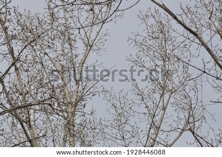 Beautiful trees in winter. Tree branches against a blue sky. Clouds behind tree branches.