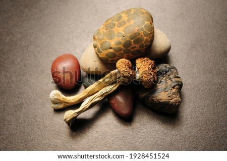 Dried Psilocybe Cubensis Psilocybin Mushrooms on black background, flat lay. Magic shrooms Golden Teacher. Psychedelic inspiration. Natural herbal therapy. Spiritual experience.