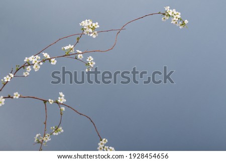 Beautiful white flowering shrub Spirea aguta. Bridal Wreath Spirea Royalty-Free Stock Photo #1928454656