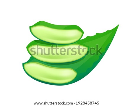 vector aloe vera leaves isolated on white, aloe vera stalk, clip art aloe vera leaf