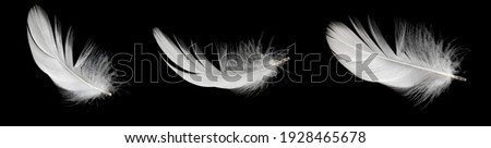 white duck feathers isolated on black background Royalty-Free Stock Photo #1928465678