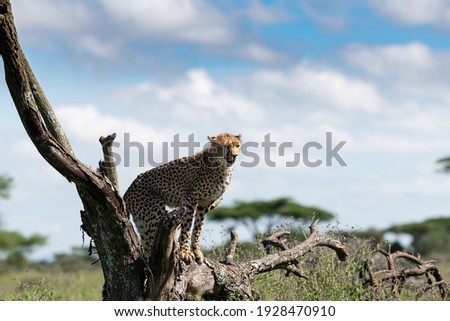 Cheetah sitting on a tree in Tanzania 