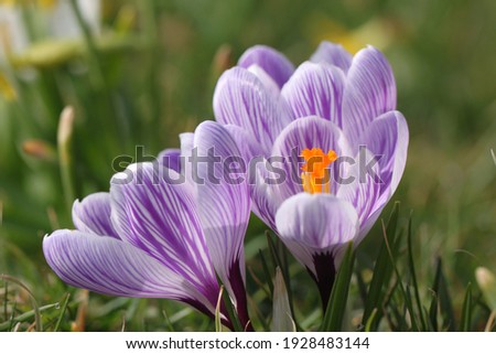 Spring growing flowers and nature that comes alive Royalty-Free Stock Photo #1928483144