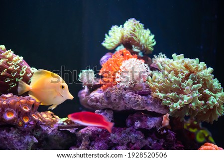 colorful marine aquarium with beautiful coral and fishes