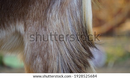 Fur background of a goat. Goat hair mostly uses in woolen industry. Goat is a mammal ruminant animal.