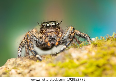 Hyllus Keratodes Jumping Spider