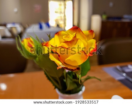 Selective Focus Photography of pretty yeloow rose