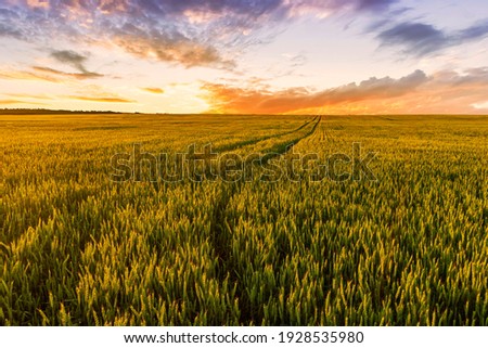 Scenic view at beautiful summer sunset in a wheaten shiny field with golden wheat and sun rays, deep blue cloudy sky and road, rows leading far away, valley landscape Royalty-Free Stock Photo #1928535980