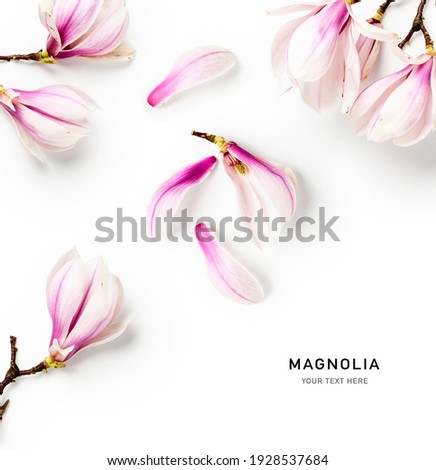 Magnolia blossom. Creative layout with beautiful pink spring flowers and petals isolated on white background. Springtime concept. Flat lay, top view, floral design
