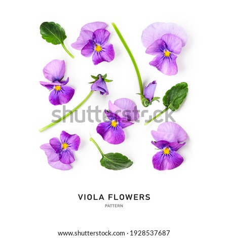 Viola pansy flower creative pattern. Purple spring flowers isolated on white background. Floral composition and collection, design element. Springtime concept. Top view, flat lay 

