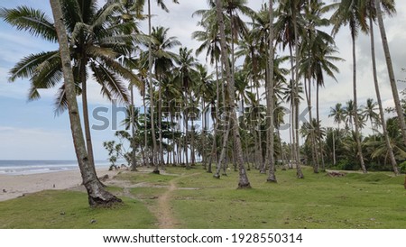 Coconut Trees Beside the Beach