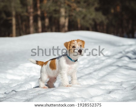Portrait of a Jack Russell Terrier puppy in the snow .