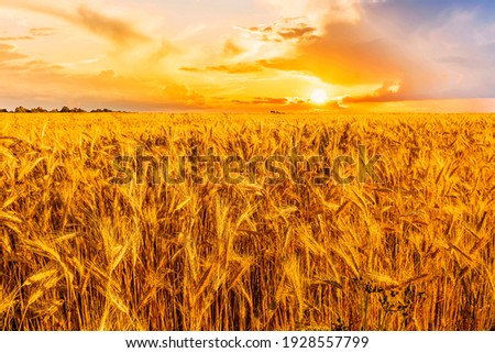 Scenic view at beautiful summer sunset in a wheaten shiny field with golden wheat and sun rays, deep bright cloudy sky witn sun glow , valley landscape Royalty-Free Stock Photo #1928557799