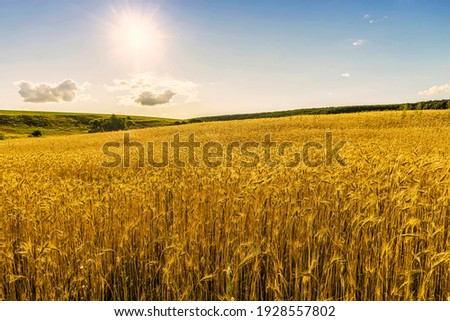 Scenic view at beautiful summer day in a wheaten shiny field with golden wheat and sun rays, deep blue cloudy sky and road, rows leading far away, valley landscape Royalty-Free Stock Photo #1928557802