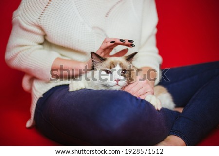 Fluffy cat Ragdoll sits on the lap of a woman. Studio photo