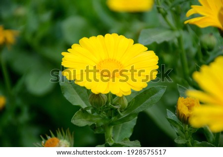 the beautiful calendula yellow flower with leaves and plant in the garden.
