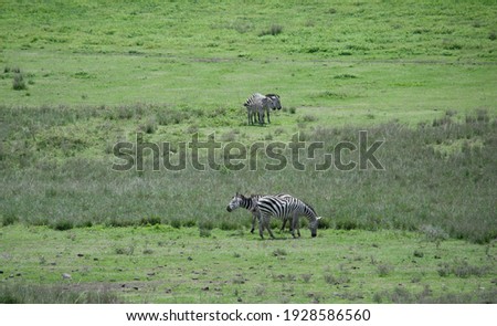 zebra in the ngorongoro conservation area. Tanzania