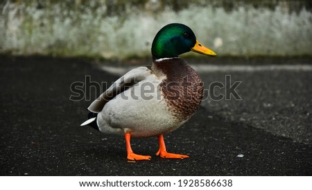 Side portrait of a wild duck staying on the sidewalk.
 Royalty-Free Stock Photo #1928586638