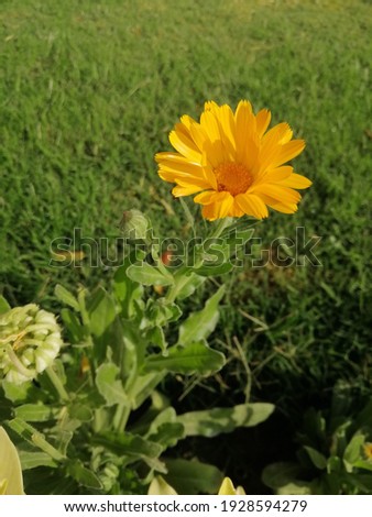 A Natural Yellow Spring Flower  Royalty-Free Stock Photo #1928594279