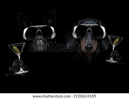 french bulldog and dachshund dog in dark black  isolated background ,with martini cocktail drink  celebrating and toasting, looking cool
