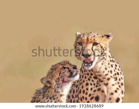 Mother cheetah with her cub who sticks out his tongue makes grimaces
